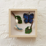 Blue Morpho Butterfly Life Cycle Shadow Box