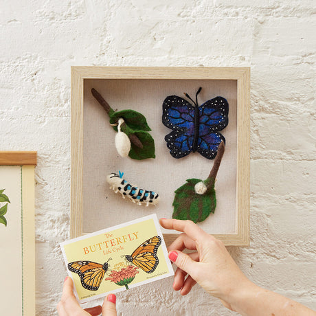 Blue Morpho Butterfly Life Cycle Shadow Box