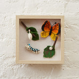 Monarch Butterfly Life Cycle Shadow Box