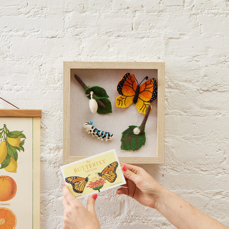 Monarch Butterfly Life Cycle Shadow Box