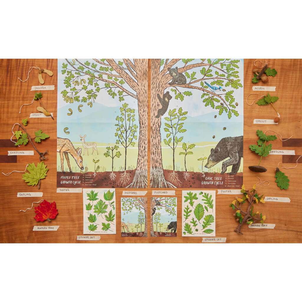 Growth Cycle of a Maple Tree Learning Kit