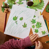 Growth Cycle of an Oak Tree - Learning Kit