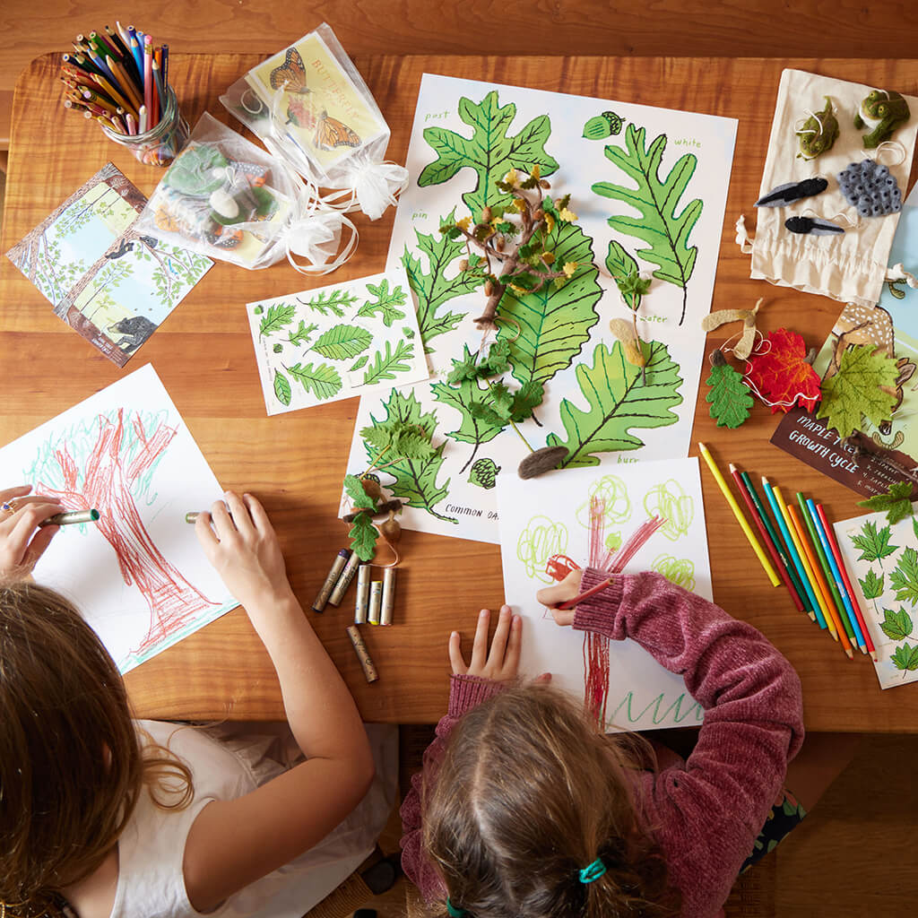 Growth Cycle of a Maple Tree Learning Kit