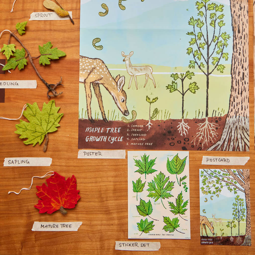 Growth Cycle of a Maple Tree Learning Kit