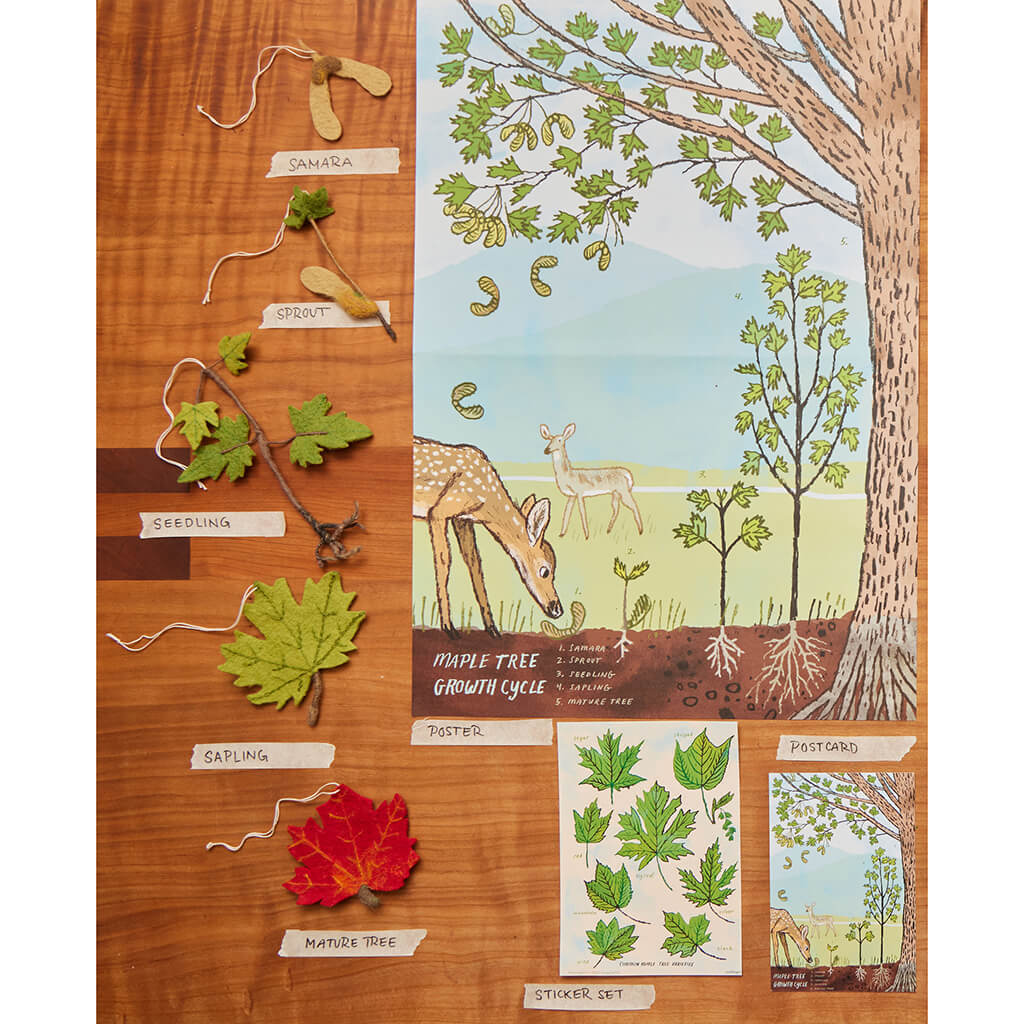 Growth Cycle of a Maple Tree Learning Kit