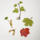 Growth Cycle of a Maple Tree Learning Kit