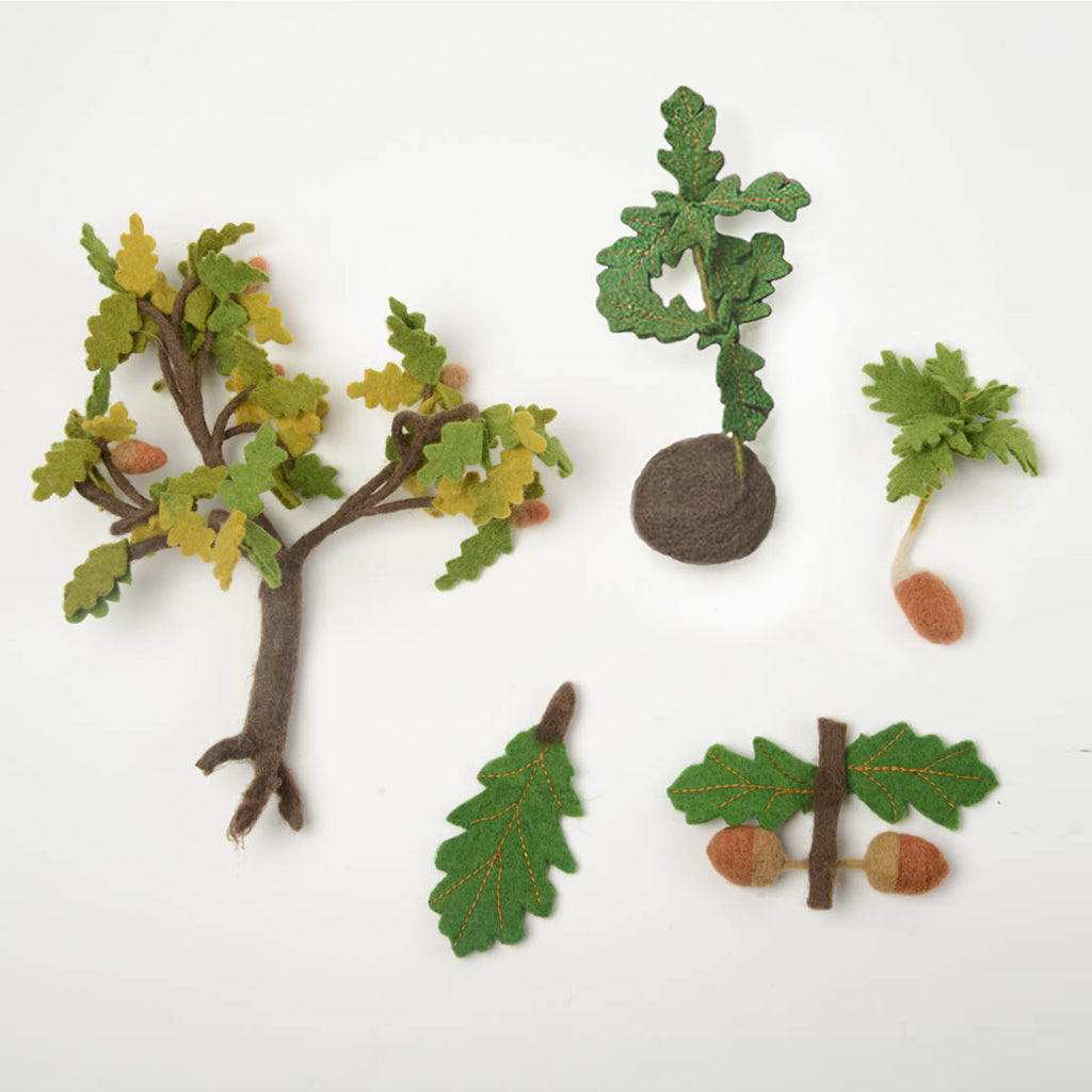 Growth Cycle of an Oak Tree - Learning Kit